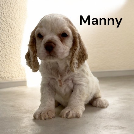 puppy, for, sale, Cocker Spaniel, Joe & Cherri  Overlease, dog, breeder, Miller, MO, dog-breeder, puppy-for-sale, forsale, nearby, find, puppyfind, locator, puppylocator, aca